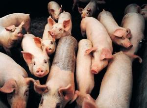 农业部开展生猪大数据建设，哪些先成为试点省份？