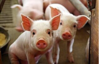 央企养猪三年亏损2亿多，大集团也难抵抗进口肉