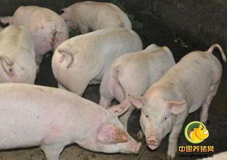 秋冬季猪场生猪急性风湿病防治方法交流