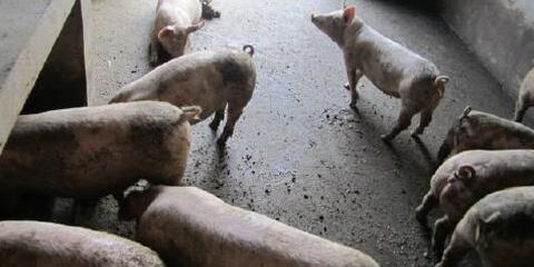 浏阳养猪老人疑拆猪场压力自杀 镇政府是猪农误解了！