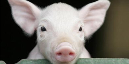 11-12月生猪价格反弹后劲足 养猪户注意控制风险