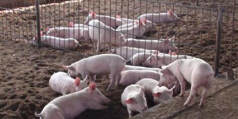 近期猪价上涨力度不大，是谁拿了养猪人的利润？