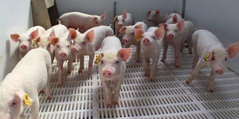 四季度猪肉或将回暖明显 是否能够促使猪价上行