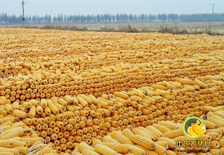 近期国内局部降雨偏多阻碍新玉米上市，关注深加工产品品质影响