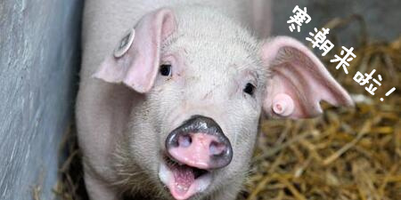 最强冷空气席卷全国，养猪人该如何应对？