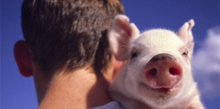 猪价余温尚在 生猪企业前三季度盈利“喜上眉梢”
