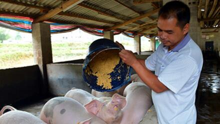 广西一农民养猪年收入100万元，他怎么养的？