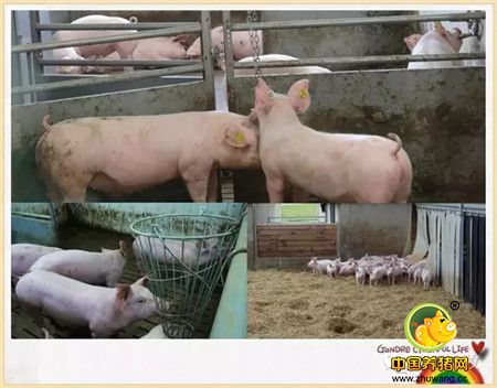 解除痛点！用动物福利理念提升养猪产业