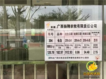 扬翔农牧荣获广西首届种猪博览会长白公猪日增重第一名，大白公猪料重比第一名！