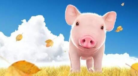 南北生猪饲养结构重新布局，将如何影响猪价走势……