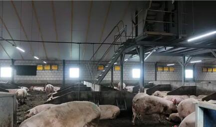 实地走访荷兰750头母猪场，看PSY28怎么做到的?