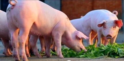 农业部：发布新修订《种猪及精液进口技术要求》