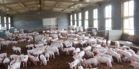 厦门多措并举规范生猪养殖 养殖场或仅留64家