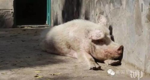 它是阿富汗全国唯一的一头猪,还是当年中国送的
