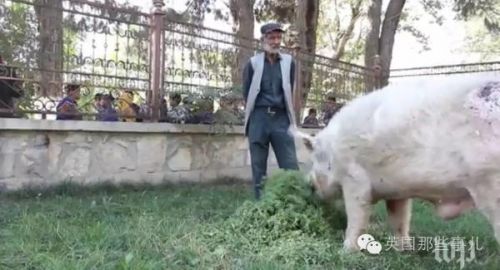 它是阿富汗全国唯一的一头猪,还是当年中国送的