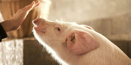 生猪期货将给中小养殖市场带来哪些改变？