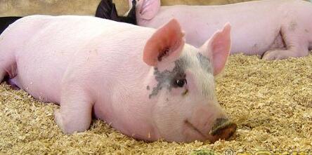 预计11月猪价少不了整体震荡前行的态势