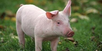 目前行情上涨，猪价能否在11月回归每斤9元大关