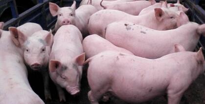 兰州村妇五头母猪“起家” 欲建“万头猪场”帮残助困