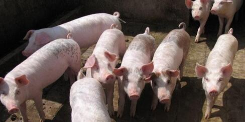 黑龙江：每头猪纯收入6000元 这种养猪模式不错