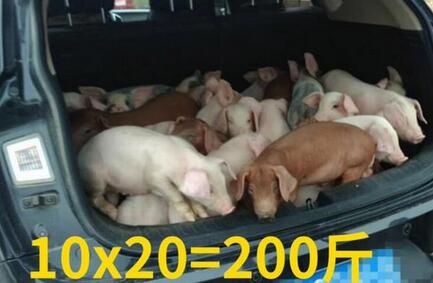 后备箱塞20只猪宝宝上高速交警看傻