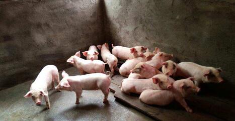 目前涨到超过8.3元/斤，养猪人进口压栏都要有分寸