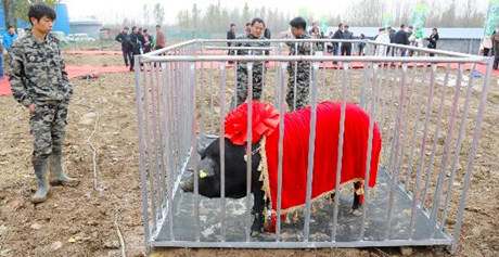 河南：“头猪”12.5万！ 黑猪养殖将带动贫困户脱贫