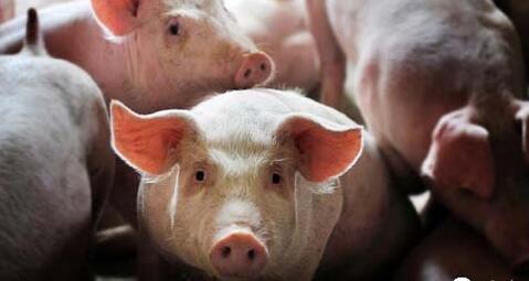 目前按每斤8.3元计算，养猪场卖220斤/头肥猪可赚400元
