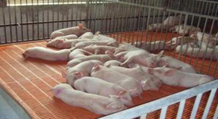猪场又出现一种可引起母猪共济失调、流产或突然死亡的新疫病