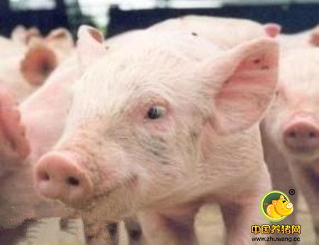 什么是猪繁殖与呼吸综合征（蓝耳病）