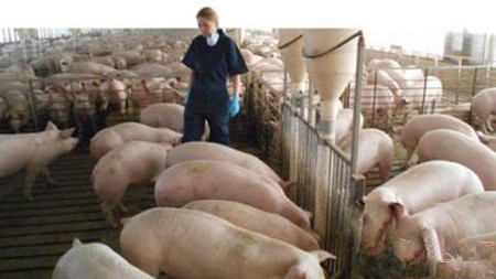 规模有猪场生产绩效考核实施条件及绩效考核方案的设计思路