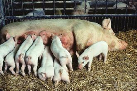 美媒：中国新型养猪场不用抗生素 猪肉价格贵两倍