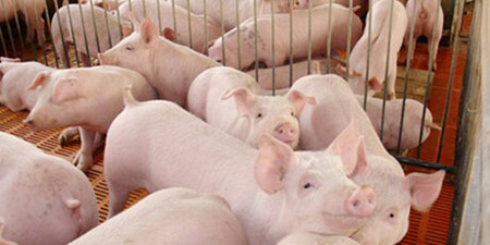 商务部：10月份生猪存栏回升，猪肉价格连续4个月回落