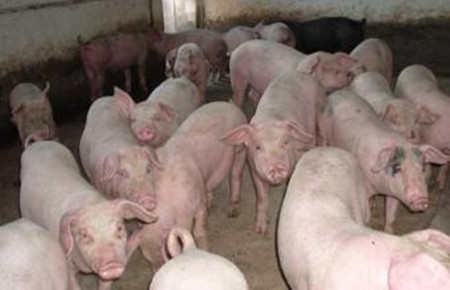 冬春季猪呼吸道疾病的防治