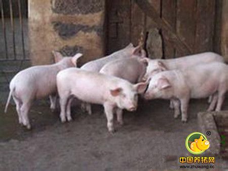 猪场温度决定了猪群的健康