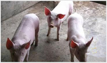 猪场中水泥地面会对养猪带来哪些坏的影响？