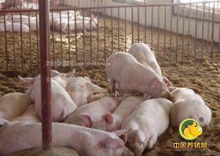 猪场冬暖式养猪建造的操作和注意事项