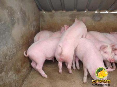 养猪场该如何给猪正确体检？