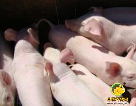 中药预防控制猪繁殖与呼吸综合征