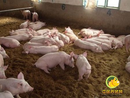 发酵床养猪技术实例分析！