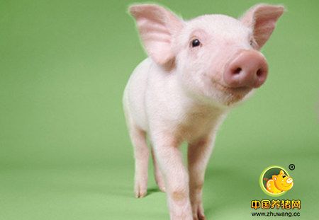 养猪场常见寄生虫危害分析及防治措施