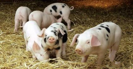 冬季养猪场谨防这种病很重要，不然发病率可达到90%以上！