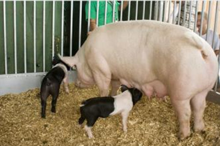 种母猪饲养管理技术你掌握几分？