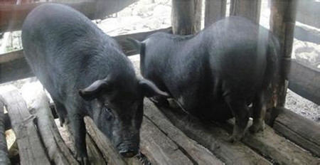 夏季母猪热应激危害及预防措施