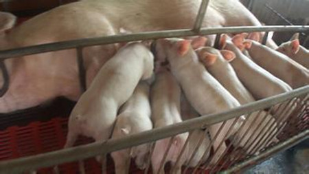 对自繁自养的规模化猪场管理的重点在种猪