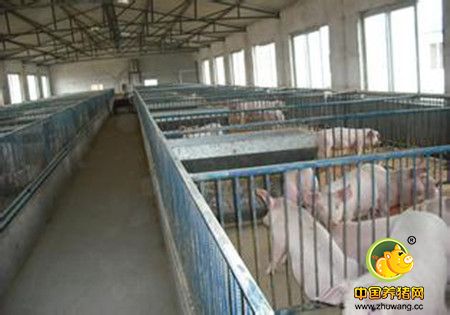 保育栏保育猪为什么不好养？