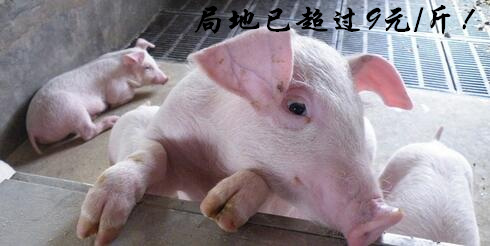 猪价行情出现单日最大涨幅，局地涨至近9元/斤！