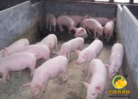 猪呼吸道疾病的主要诱发因素