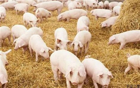 猪呼吸道疾病综合病因及防治