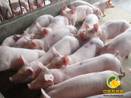 猪呼吸道疾病综合征的病因及防治